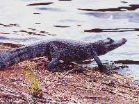 caiman