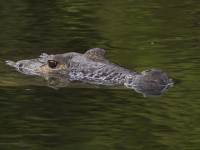 Crocodylus moreletii photographed in April of 2009 using a Canon 50D camera and Canon 100-400mm image stabilized lens set to 400mm  (1/250th second, f8, ISO 320)