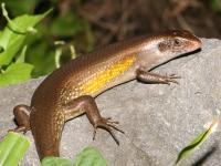 photographed in Alas Purwo national park in May of 2007 using a Canon 5D camera and Canon 100mm f2.8 USM macro lens  (1/180th second, f19, ISO 200)