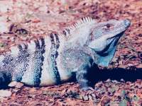 Ctenosaura similis