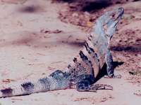 Ctenosaura similis