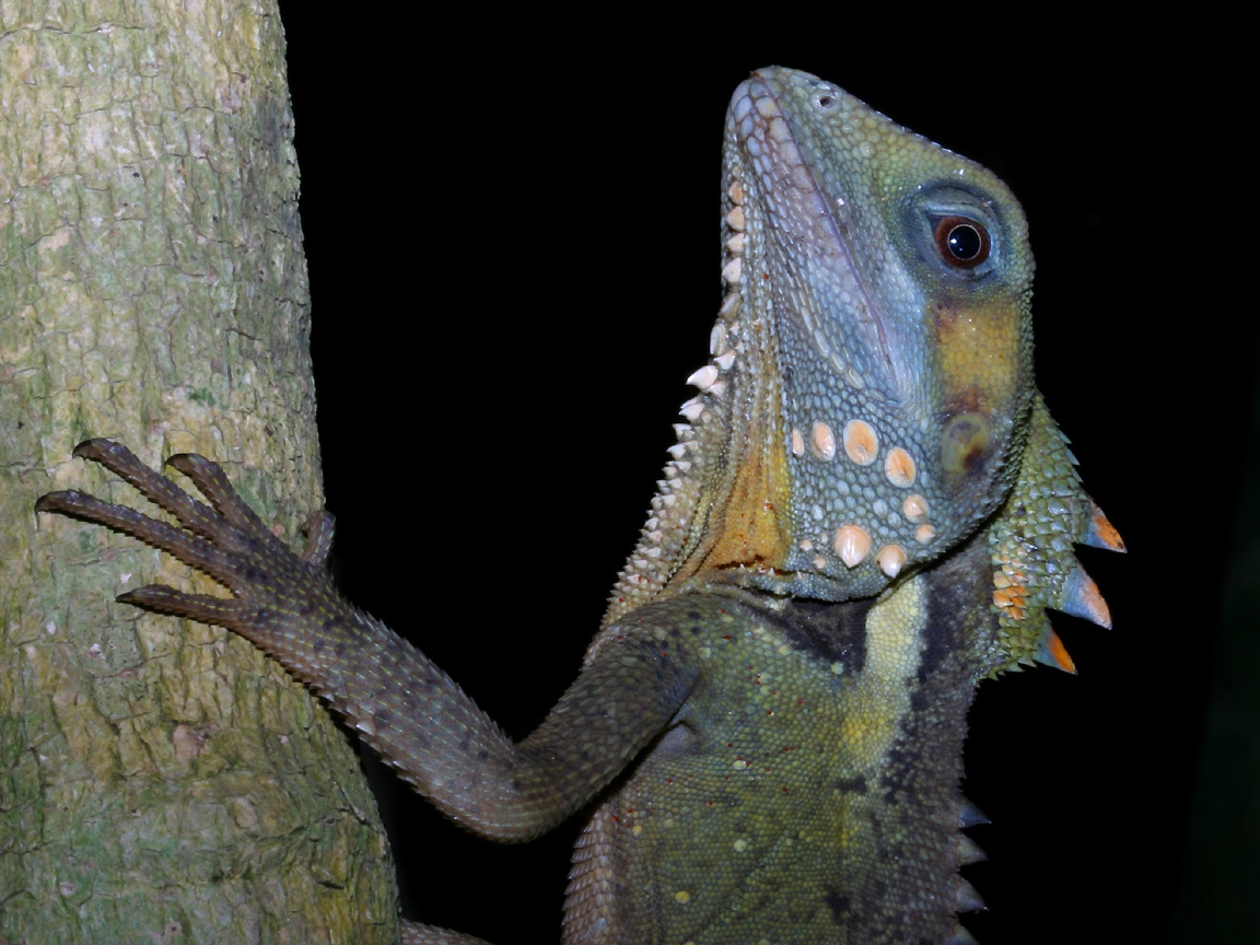 iguana dragon forest