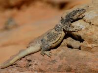Sauromalus obesus photographed in the Valley of Fire, Nevada in May of 2004 using a Canon 10D digital camera and Canon 100-400mm image stabilized lens set to 400mm  (1/500th second, f9.5, ISO 100)