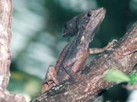 Basiliscus basiliscus photographed in Costa Rica using a Pentax Z-1 camera and Tokina 150-500mm f5.6 manual focus lens
