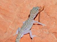 Coleonyx variegatus photographed in Nevada's Valley of Fire in May of 2004 using a Canon 1Ds camera and Canon 100mm f2.8 USM macro lens  (1/180th second, f27, ISO 100)