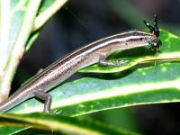photographed in Bouma park, Taveuni, in January of 2003