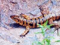 Tupinambis teguixin (was Tupinambis nigropunctatus) photographed at the Asa Wright Nature Reserve using a Pentax MZ-5 camera and Tokina ATX 150-500mm manual focus lens