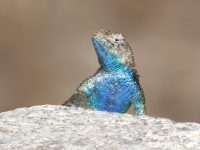 Sceloporus magister photographed in Tahquitz Canyon, Palm Springs, California in June of 2005 using a Canon 20D camera and Canon 100-400mm image stabilized lens set to 400mm  (1/250th second, f19, ISO 200)