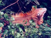 Iguana iguana