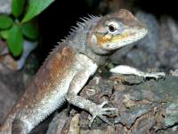 Calotes versicolor photographed in December of 2004 using a Canon D60 digital camera and Canon 100mm f2.8 USM macro lens  (1/180th second, f27, ISO 100)
