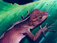 lizard from Monteverde