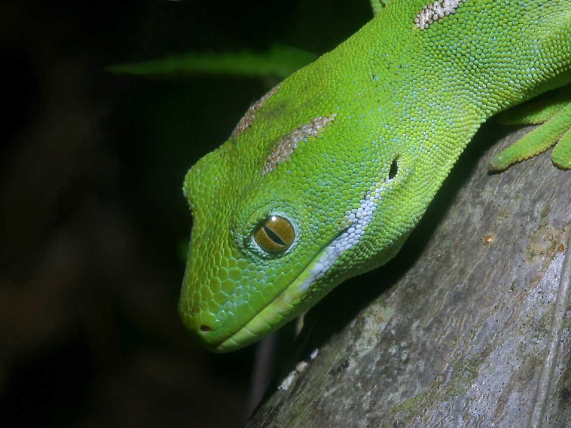 a green gecko