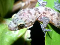 Hemidactylus turcicus photographed in suburban Palm Springs in December of 2003 using a Canon D60 digital camera and Canon 100mm f2.8 USM macro lens  (1/180th second, f19, ISO 100)