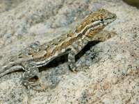Uta stansburiana photographed in the Coachella Valley Preserve in May of 2005 using a Canon 1Ds camera and Canon 100mm f2.8 USM macro lens  (1/45th second, f22, ISO 100)