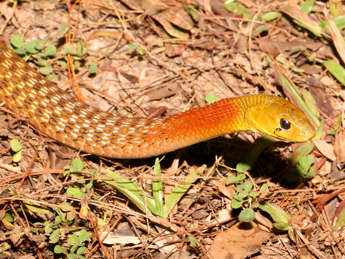 Red-necked   Keelback