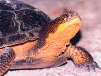 Emydoidea blandingii
