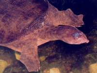 Apalone ferox