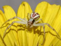 photographed at Anza-Borrego state park in southern California using a Canon D60 camera and Canon 100mm f2.8 USM macro lens   (1/180th second, f22, ISO 100)