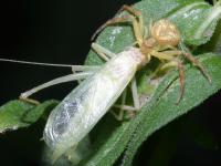 photographed at Chain O' Lakes state park in Illinois in September of 2003 using a Canon D60 camera and Canon 100mm f2.8 USM macro lens  (1/200th second, f22, ISO 100)