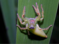 Mopsus mormon photographed in Queensland, Australia in January of 2003 using a Canon D60 digital camera and Canon 100mm f2.8 USM macro lens
