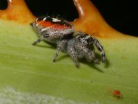 photographed in April of 2005 using a Canon 1Ds camera and Canon 100mm f2.8 USM macro lens   (1/250th second, f32, ISO 100)