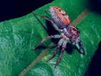 jumping spider photographed in Costa Rica using a Pentax Z-1 and Pentax 100mm f2.8 macro lens