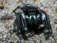 Phidippus audax (aka daring jumping spider or bold jumping spider) photographed at Dead River, northern Illinois, in June of 2003 using a Canon D60 digital camera and Canon 100mm f2.8 USM macro lens