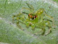 photographed in Cuc Phuong national park in December of 2004 using a Canon D60 camera and Canon 100mm f2.8 USM macro lens  (1/180th second, f27, ISO 100)