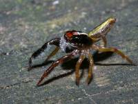 Trite planiceps photographed in Auckland, New Zealand, in February of 2003 using a Canon D60 digital camera and Canon 100mm f2.8 USM macro lens