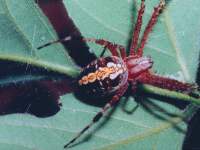 photographed in Costa Rica using a Pentax Z-1 and Pentax 100mm f2.8 macro lens