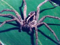 Lycosa sp photographed in Costa Rica using a Pentax Z-1 and Pentax 100mm f2.8 macro lens