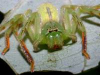 Neosparassus patellatus photographed at Bach Ma National Park in Vietnam in September of 2003 using a Canon D60 digital camera and Canon 100mm f2.8 USM macro lens  (1/200th second, f27, ISO 100)