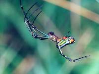Leucauge sp photographed in Costa Rica using a Pentax Z-1 and Pentax 100mm f2.8 macro lens