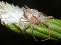 photographed at Chain O' Lakes state park in Illinois in September of 2003 using a Canon D60 digital camera and Canon 100mm f2.8 USM macro lens  (1/200th second, f22, ISO 100)