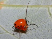 photographed in Bach Ma national park in December of 2004 using a Canon D60 camera and Canon 100mm f2.8 USM macro lens  (1/180th second, f27, ISO 100)