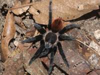 Brachypelma vagans photographed in April of 2009 using a Canon 50D camera and Canon 100mm f2.8 USM macro lens  (1/180th second, f22, ISO 200)