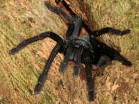 Cyriopagopus sp. photographed in May of 2007 using a Canon 5D camera and Canon 100-400mm image stabilized lens set to 400mm  (1/200th second, f16, ISO 200)