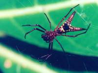 Micrathena sagittata photographed in Costa Rica in January of 2002 using a Pentax Z-1 and Pentax 100mm f2.8 macro lens
