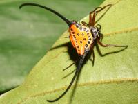 Gasteracantha arcuata photographed in June of 2008 using a Canon 5D camera and Canon 100mm f2.8 USM macro lens  (1/180th second, f22, ISO 200)