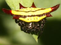 Gasteracantha fornicata photographed in November of 2007 using a Canon 5D camera and Canon 100mm f2.8 USM macro lens  (1/180th second, f16, ISO 200)