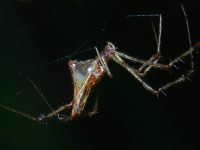 photographed in Cat Tien national park during December of 2004 using a Canon D60 digital camera and Canon 100mm f2.8 USM macro lens  (1/180th second, f27, ISO 100)