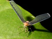 photographed in May of 2007 using a Canon 5D camera and Canon 100mm f2.8 USM macro lens  (1/180th second, f22, ISO 200)