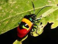photographed on Bohol in March of 2006 using a Canon 5D camera and Canon 100mm f2.8 USM macro lens  (1/180th second, f19, ISO 100)