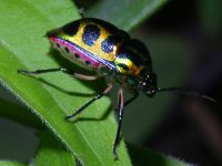 Calliphara nobilis photographed at Nha Trang in December of 2004 using a Canon D60 camera and Canon 100mm f2.8 USM macro lens  (1/180th second, f27, ISO 100)