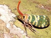 Pyrops candelaria photographed at Bousra waterfall in January of 2009 using a Canon 5D camera and Canon 100mm f2.8 USM macro lens  (1/180th second, f22, ISO 200)
