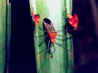 Anisocelis flavolineata
