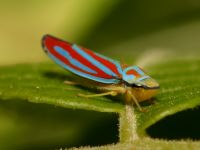 Graphocephala coccinea photographed using a Canon D60 digital camera and Canon 100mm macro lens