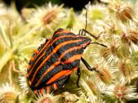 Graphosoma lineatum photographed near Karlstejn castle in August of 2006 using a Canon 5D camera and Canon 100mm f2.8 USM macro lens  (1/180th second, f16, ISO 100)