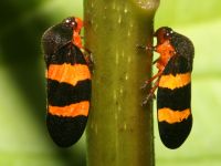 photographed in May of 2007 using a Canon 5D camera and Canon 100mm f2.8 USM macro lens  (1/180th second, f19, ISO 200)