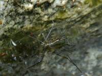 photographed in Tahquitz Canyon, Palm Springs, southern California in June of 2005 using a Canon 1Ds digital camera and Canon 100mm f2.8 USM macro lens  (1/180th second, f19, ISO 100)